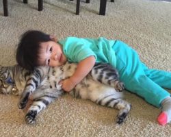 Gorgeous tabby cat for adoption loma linda ca 4