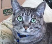 Gorgeous Tabby Cat For Adoption Loma Linda CA 5