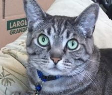 Gorgeous Tabby Cat For Adoption Loma Linda CA 5