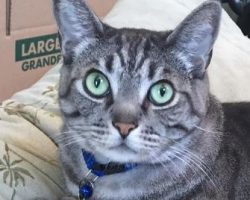 Gorgeous tabby cat for adoption loma linda ca 5