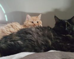 Gorgeous tortie kitten adoption las vegas 2