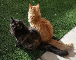 Gorgeous tortie kitten adoption las vegas 2