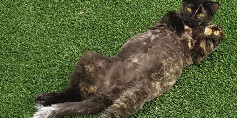 Gorgeous Tortie Kitten Adoption Las Vegas 2