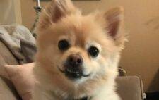 Grace Pomeranian Dog Adoption Georgetown Texas