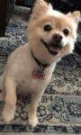 Grace Pomeranian dog adoption georgetown texas 15