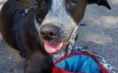 Border collie blue tick coon hound mix dog for adoption in tucson arizona – supplies included – adopt gracie
