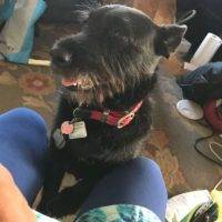 Gracie - Schauzer Corgi Mix Dog Adoption Calgary 7