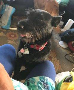 Photo Gracie - schauzer corgi mix dog adoption calgary 7
