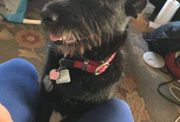 Schnauzer corgi mix dog adopted in calgary ab – meet gracie