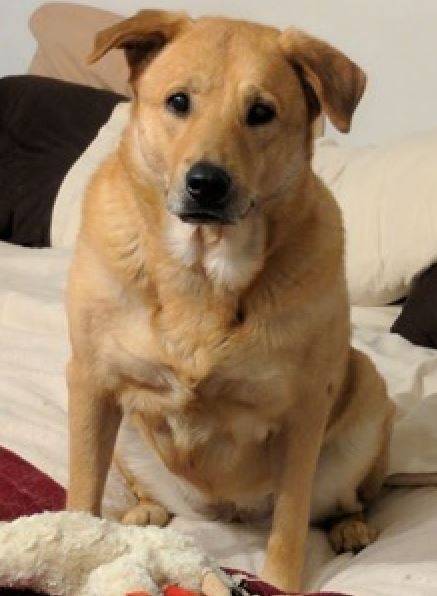 Yellow Labrador Retriever Chow Chow Mix Dog For Adoption Baltimore MD