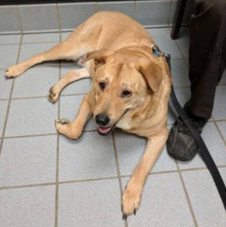 Gracie - yellow labrador retriever chow chow mix dog for adoption baltimore