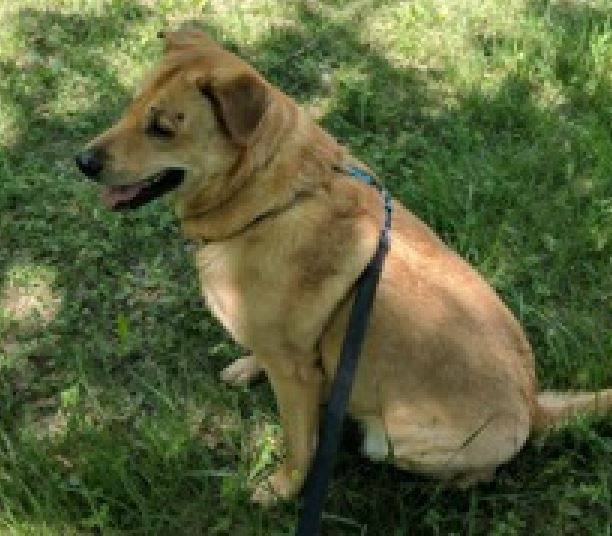 Gracie - yellow labrador retriever chow chow mix dog for adoption baltimore