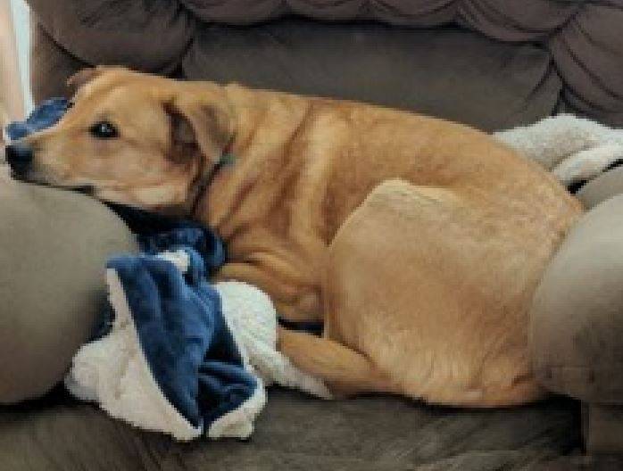 Yellow Labrador Retriever Chow Chow Mix Dog For Adoption