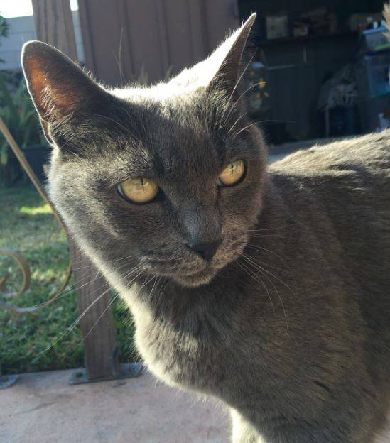 Gray Cat With Gold Eyes For Adoption Orange County