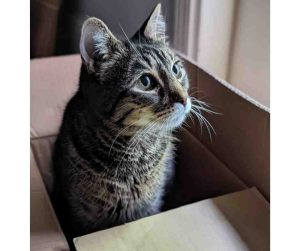 gray tabby cat for adoption Photo Gray Tabby Cat For Adoption in Charlotte NC
