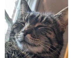 Gray Tabby Cat For Adoption In Charlotte NC