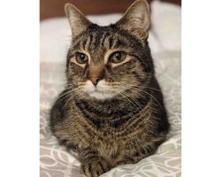 Gray Tabby Cat For Adoption In Charlotte NC