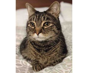 gray tabby cat for adoption Photo Gray Tabby Cat For Adoption in Charlotte NC