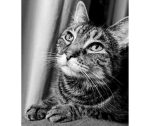 Gray Tabby Cat For Adoption in Charlotte NC