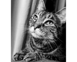 Gray Tabby Cat For Adoption In Charlotte NC