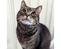 Gray Tabby Cat For Adoption In Charlotte NC
