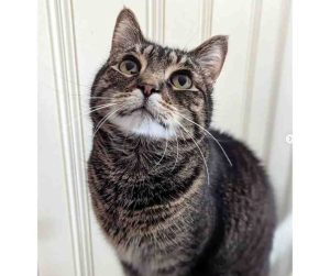 gray tabby cat for adoption Photo Gray Tabby Cat For Adoption in Charlotte NC