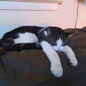 Grey tabby tuxedo cat for adoption newarok nj
