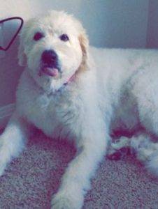 Great pyrenees for adoption wyoming colorado 4