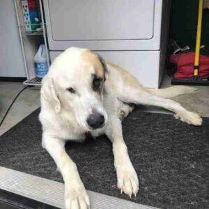 Photo Great Pyrenees Golden Retriever Mix Dog Adoption Nashville TN 4