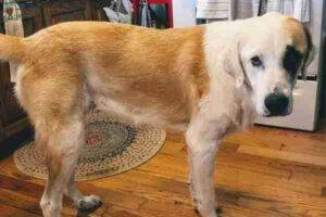 Photo Great Pyrenees Golden Retriever Mix Dog Adoption Nashville TN 4