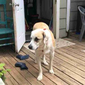Photo Great Pyrenees Golden Retriever Mix Dog Adoption Nashville TN 4