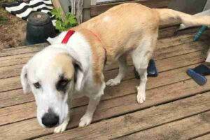 Photo Great Pyrenees Golden Retriever Mix Dog Adoption Nashville TN 4