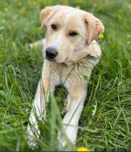 Akita lab great pyrenees mix dog for adoption near high prairie ab alberta – meet lacy