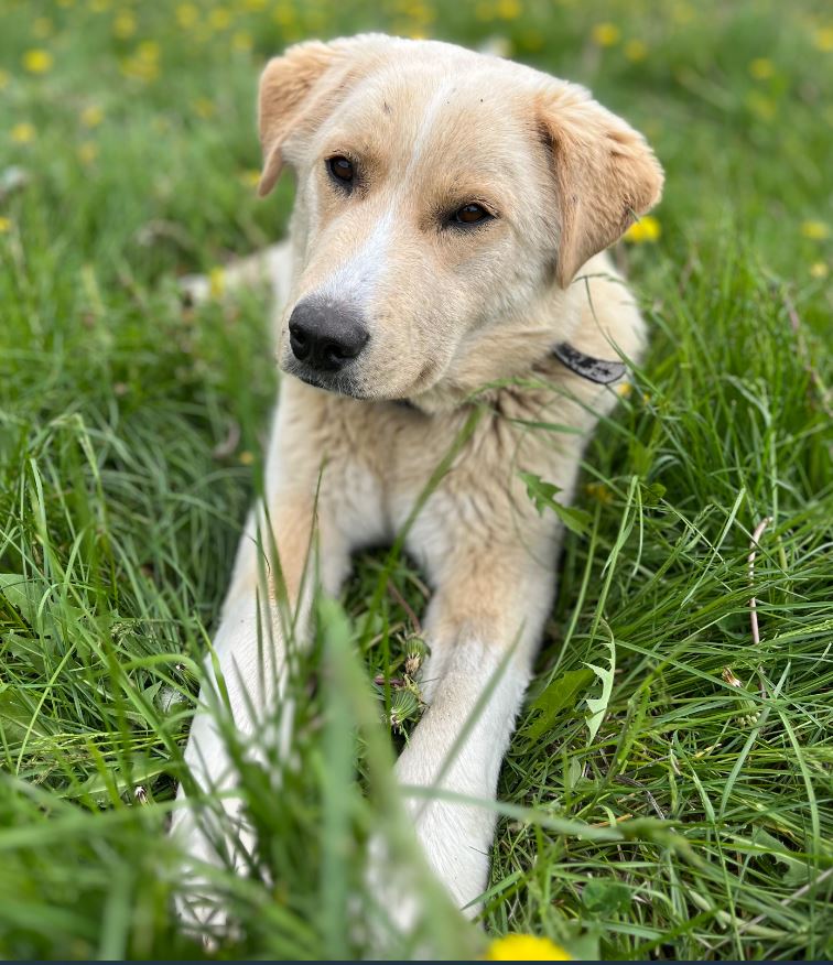 Great Pyrenees Lab Akita Mix Dog for Adoption in High Prairie AB.