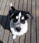 Great Pyrenees McNab Herding Dog Mix For Adoption