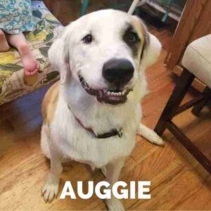 Golden retriever great pyrenees mix dog for adoption columbia tn – adopt auggie