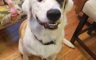 Golden Retriever Great Pyrenees Mix Dog For Adoption Columbia TN – Adopt Auggie