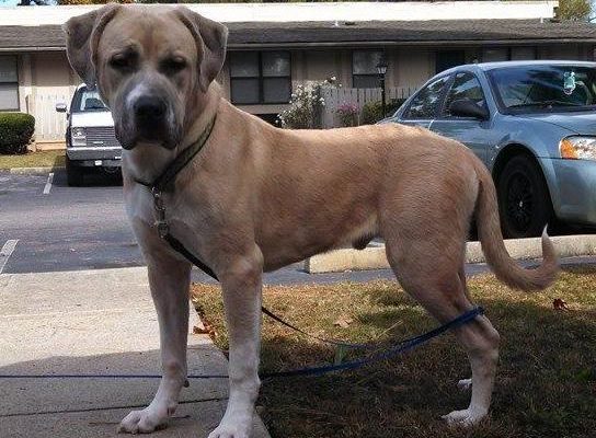 Great-Pyrenees-Mix-Savannah 12