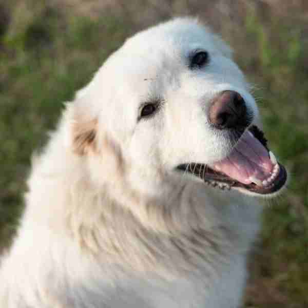 Great Pyrenees Photo