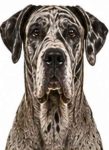Great Dane large dog breed portrait for adoption and rehoming
