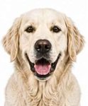 Great Pyrenees large dog breed portrait for adoption and rehoming