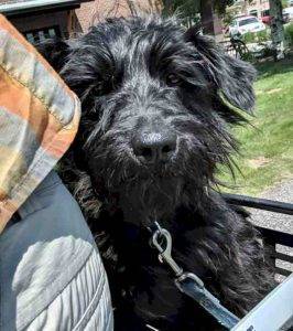 Adopted – greta -miniature schnauzer dog in bozeman mt
