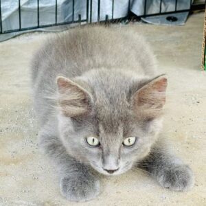 Grey Kitten For Adoption Fouke AR