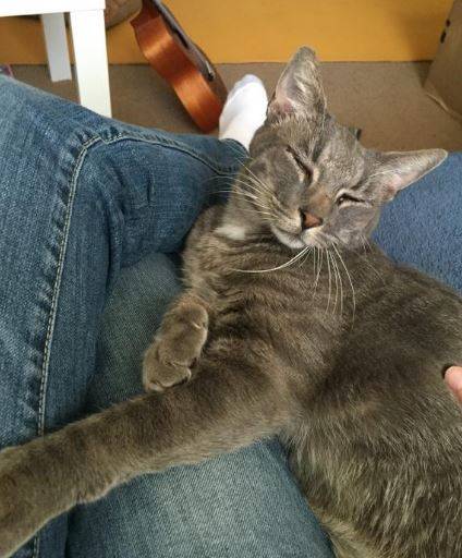 Handsome Thomas – Terrific Tabby Cat Seeks Loving Home Near Redlands CA