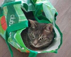 Grey tabby cat for adoption in calgary ab 3