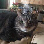 Grey tabby cat for adoption in calgary ab 3