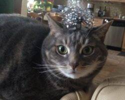 Grey tabby cat for adoption in calgary ab 3