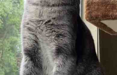 Stunning grey tabby cat for adoption in san antonio texas – meet max