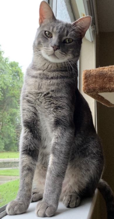 Grey Tabby Cat For Adoption in San Antonio Texas