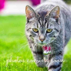 Grey tabby cat stock photo